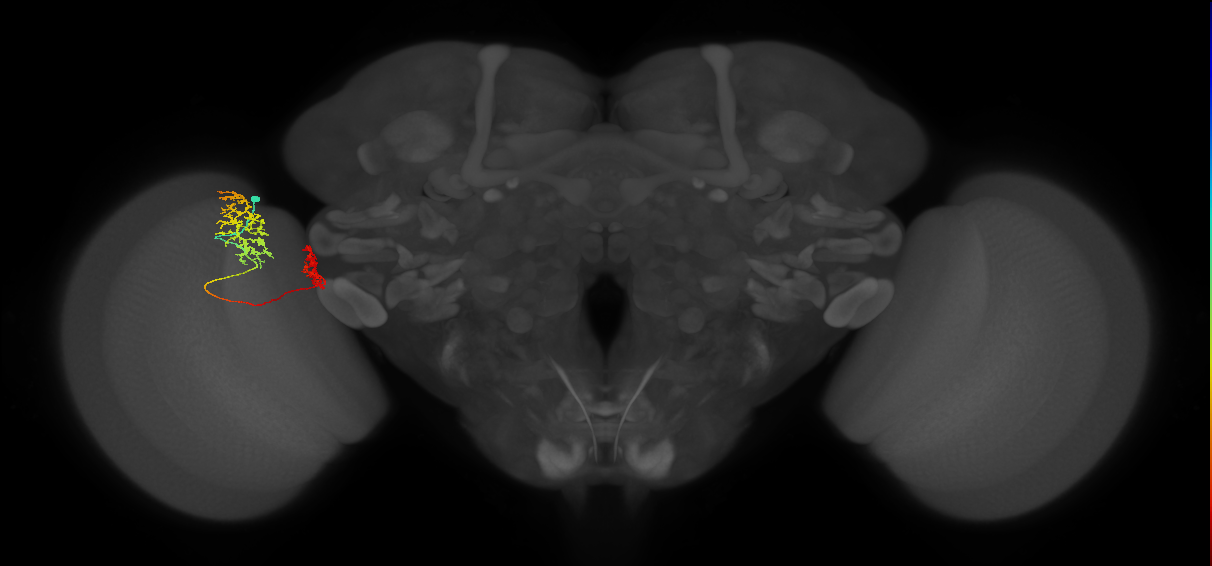 Tm32_L (MaleCNS:98311)