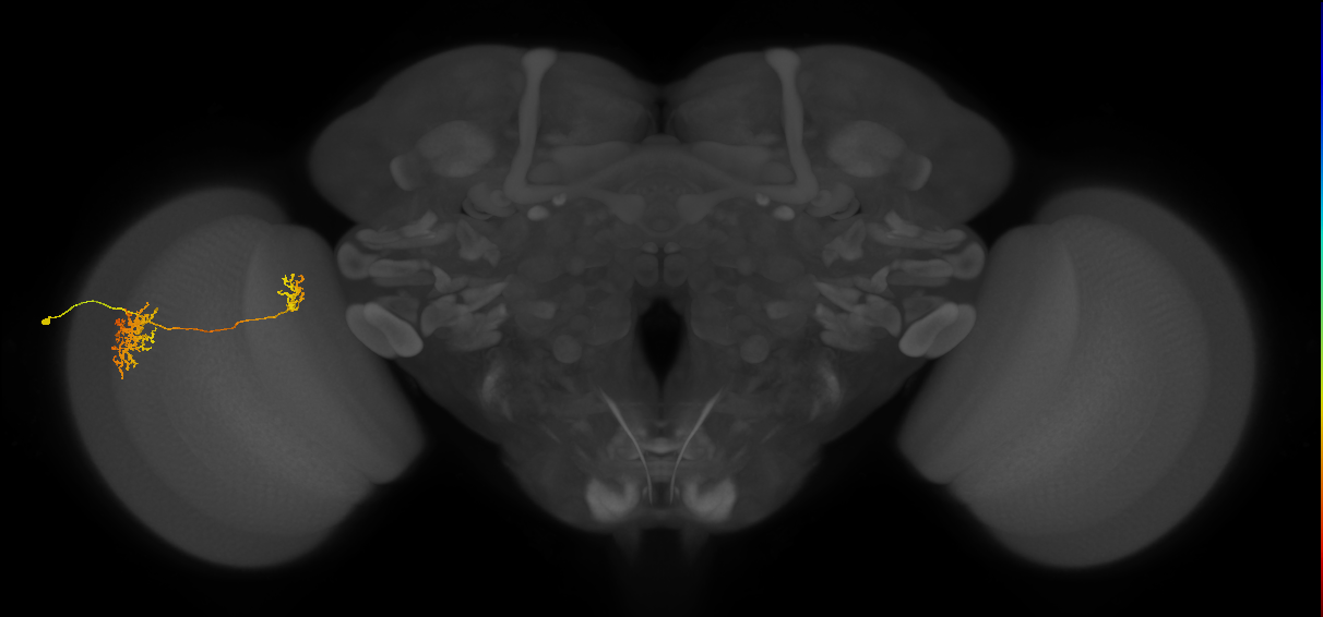 Tm32_L (MaleCNS:71342)