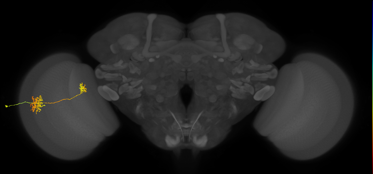 Tm32_L (MaleCNS:30112)