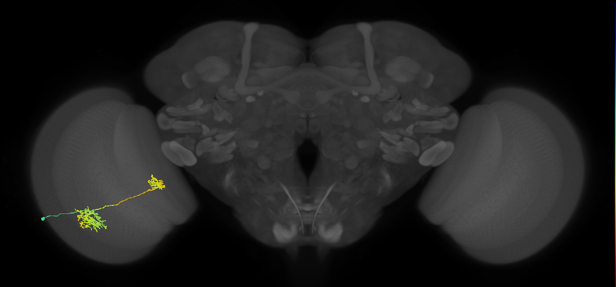 Tm32_L (MaleCNS:52282)
