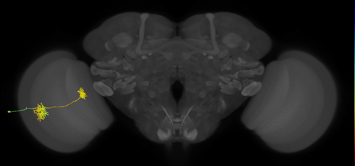 Tm32_L (MaleCNS:52203)