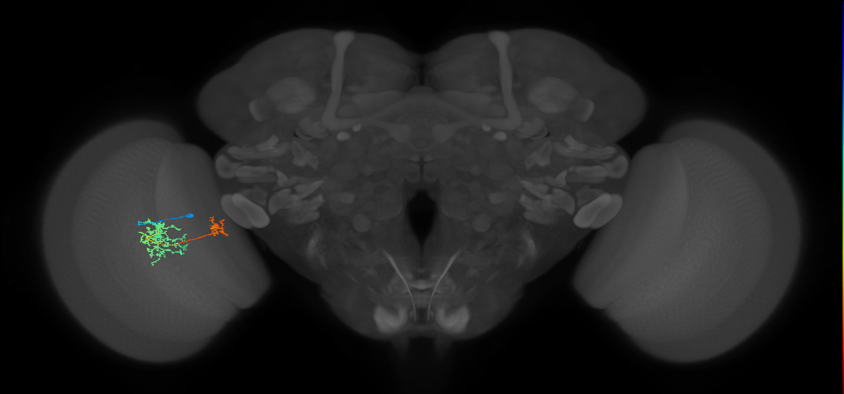 Tm32_L (MaleCNS:531917)