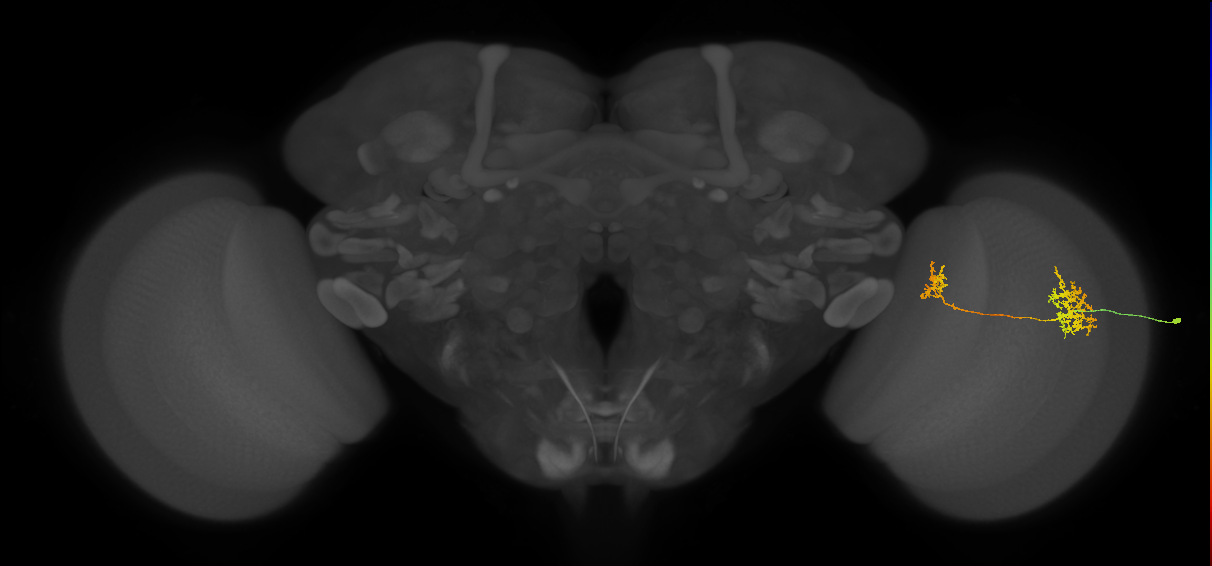 Tm32_R (MaleCNS:87092)