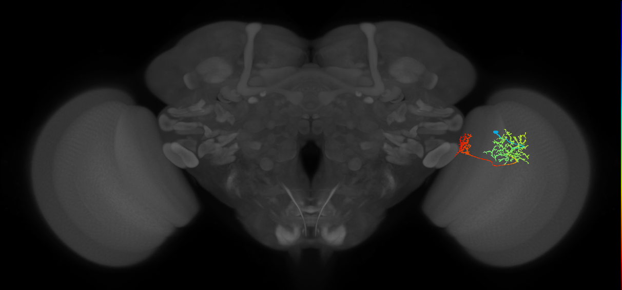 Tm32_R (MaleCNS:64673)