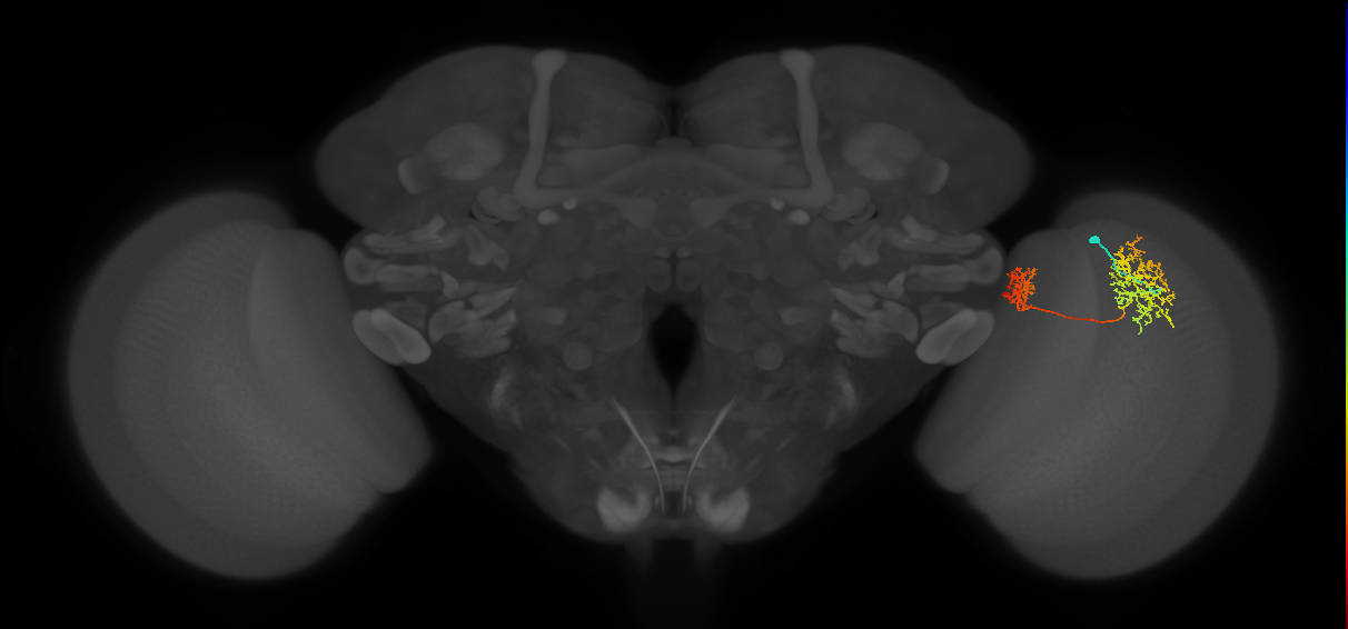 Tm32_R (MaleCNS:55452)