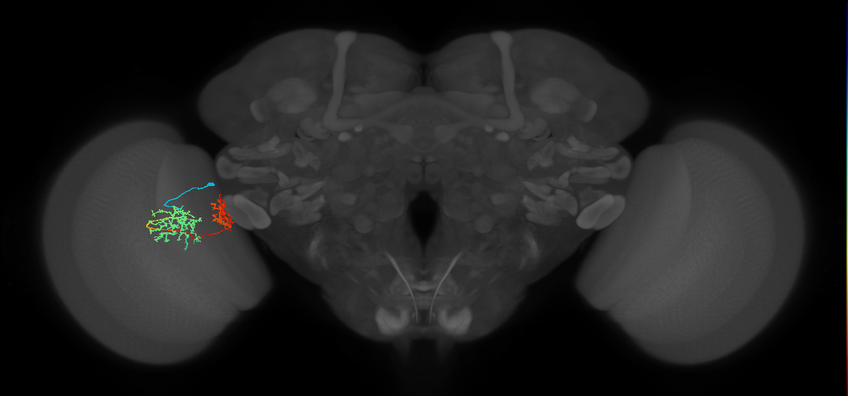 Tm32_L (MaleCNS:93489)