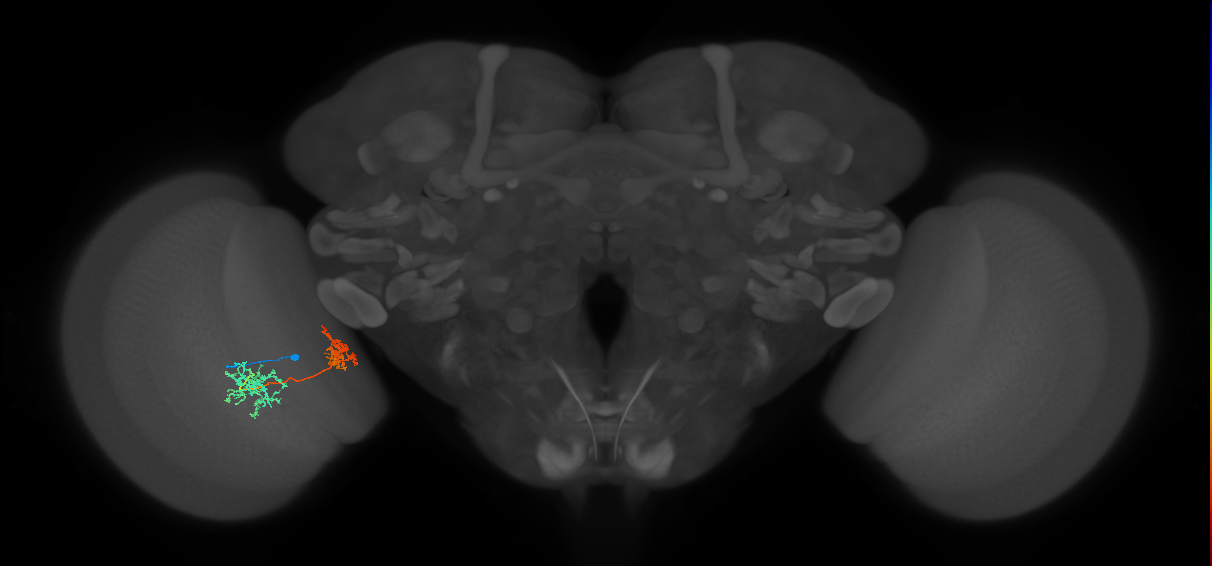 Tm32_L (MaleCNS:532448)