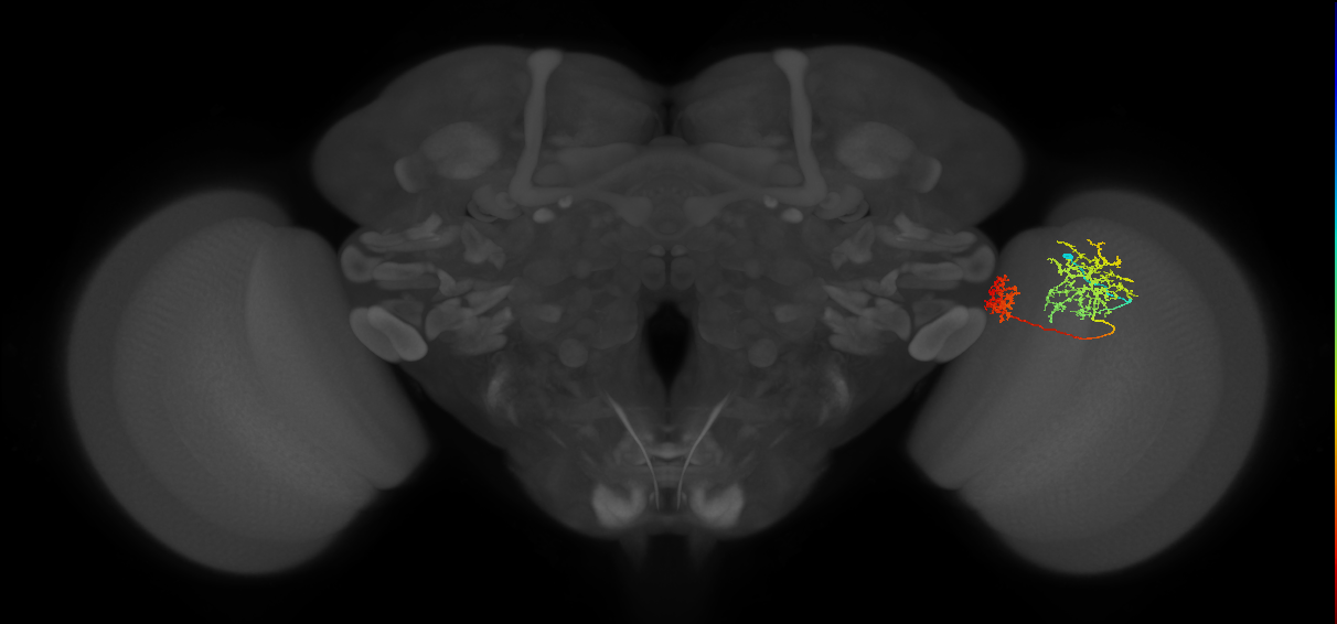 Tm32_R (MaleCNS:81381)