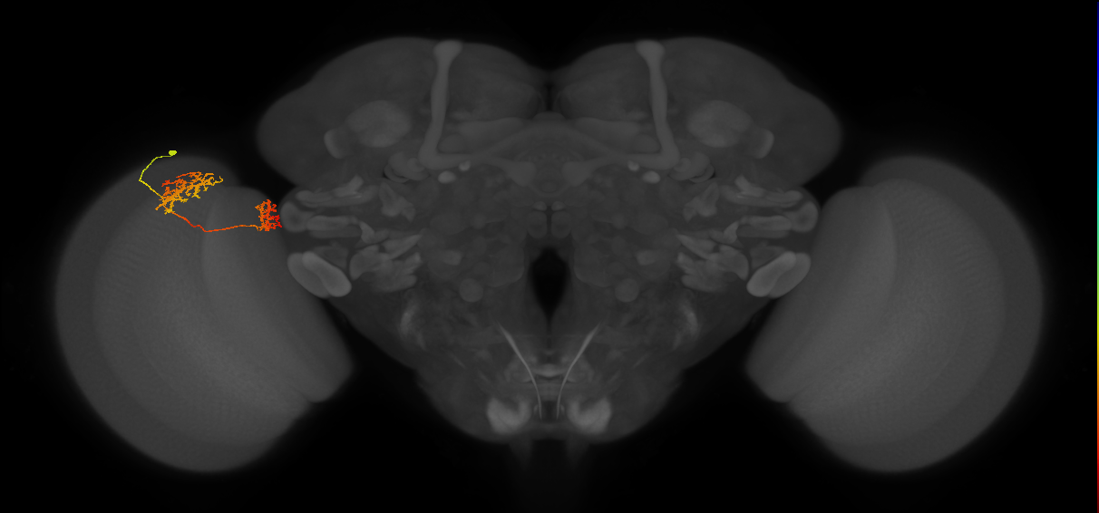 Tm32_L (MaleCNS:65310)