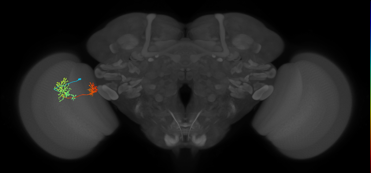 Tm32_L (MaleCNS:533024)