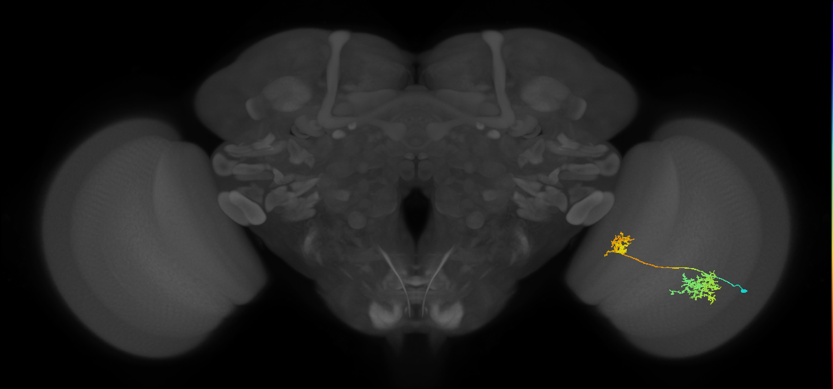 Tm32_R (MaleCNS:47212)