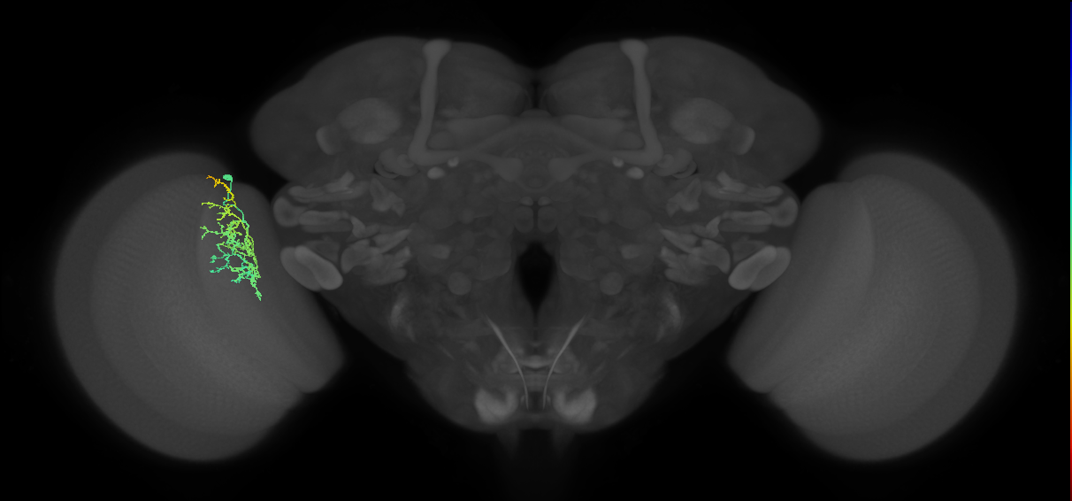 Tm32_L (MaleCNS:98620)
