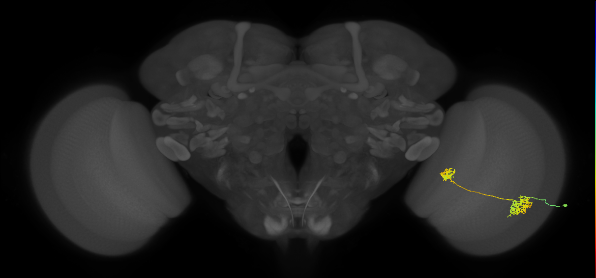 Tm32_R (MaleCNS:52546)