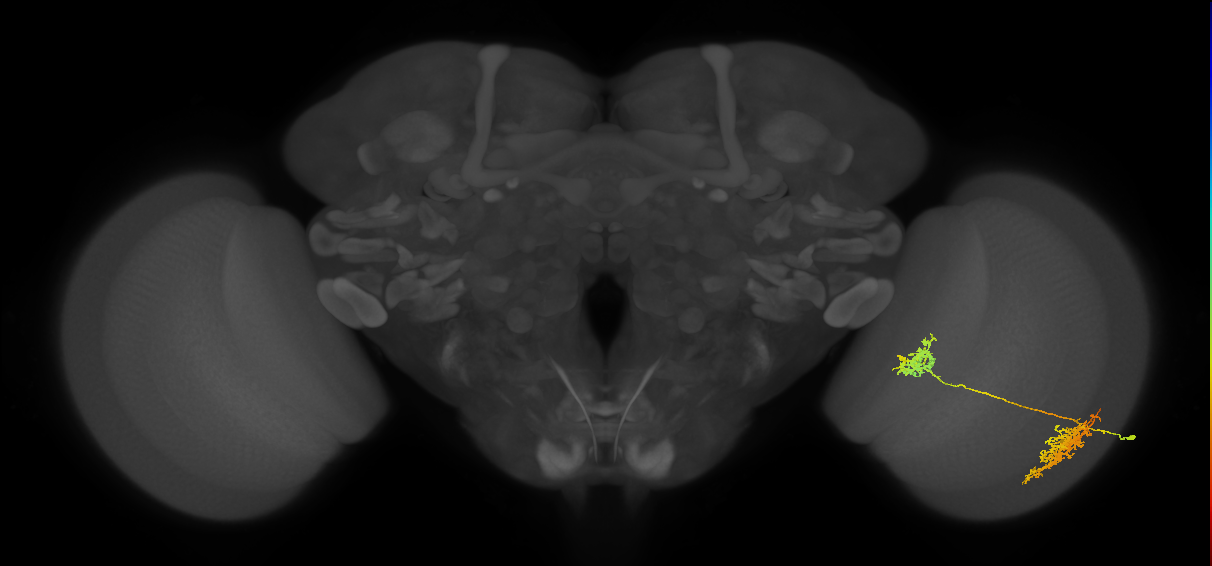 Tm32_R (MaleCNS:39908)