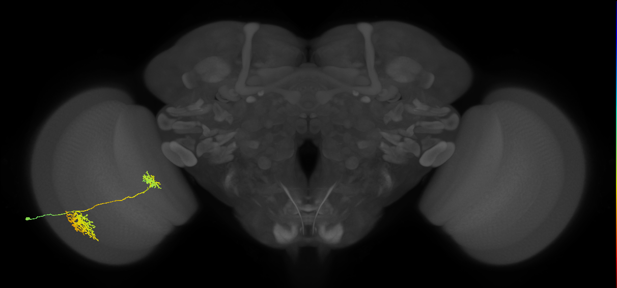 Tm32_L (MaleCNS:42093)