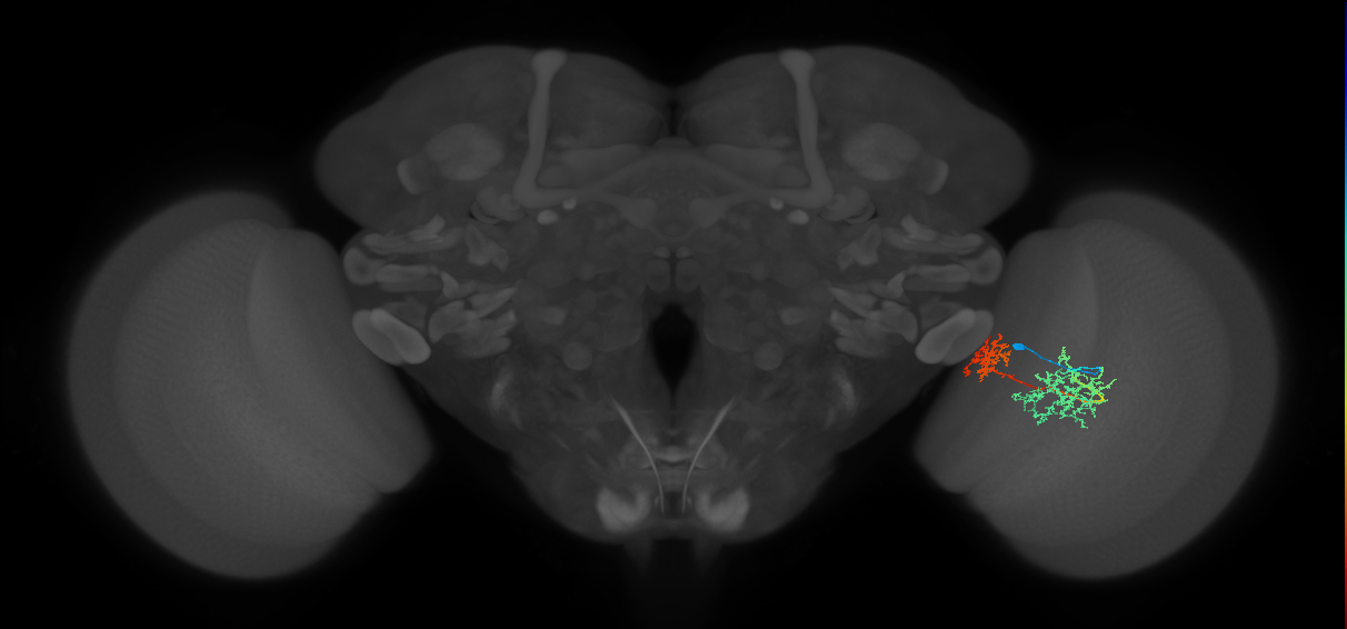 Tm32_R (MaleCNS:53149)