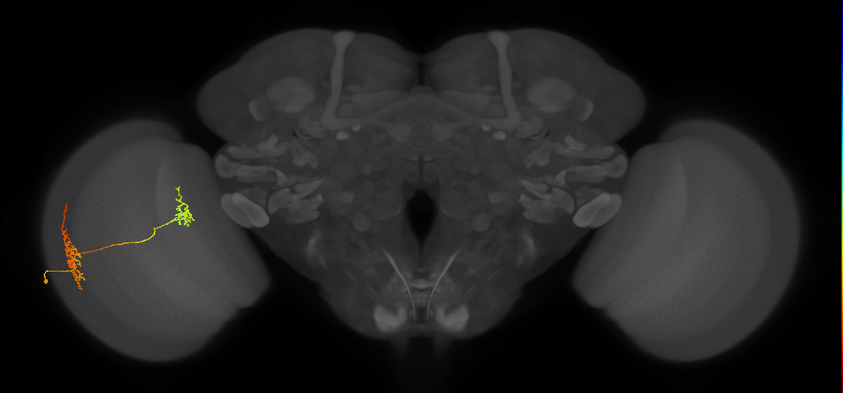 Tm32_L (MaleCNS:518637)