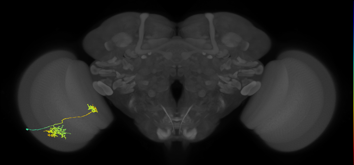 Tm32_L (MaleCNS:518994)
