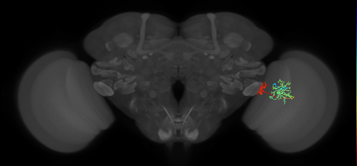 Tm32_R (MaleCNS:66994)