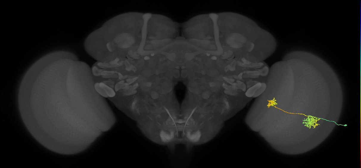 Tm32_R (MaleCNS:64554)