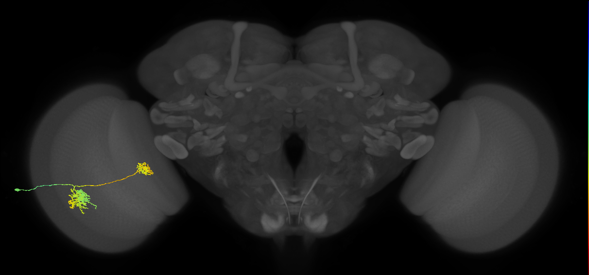 Tm32_L (MaleCNS:39669)