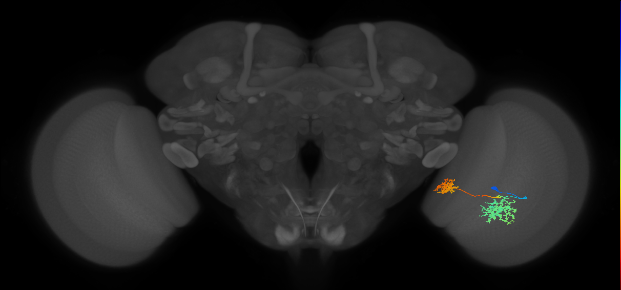 Tm32_R (MaleCNS:37986)