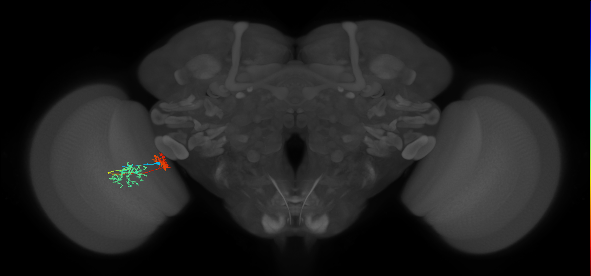 Tm32_L (MaleCNS:524047)