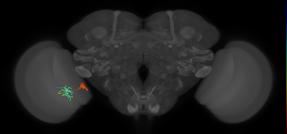 Tm32_L (MaleCNS:516268)