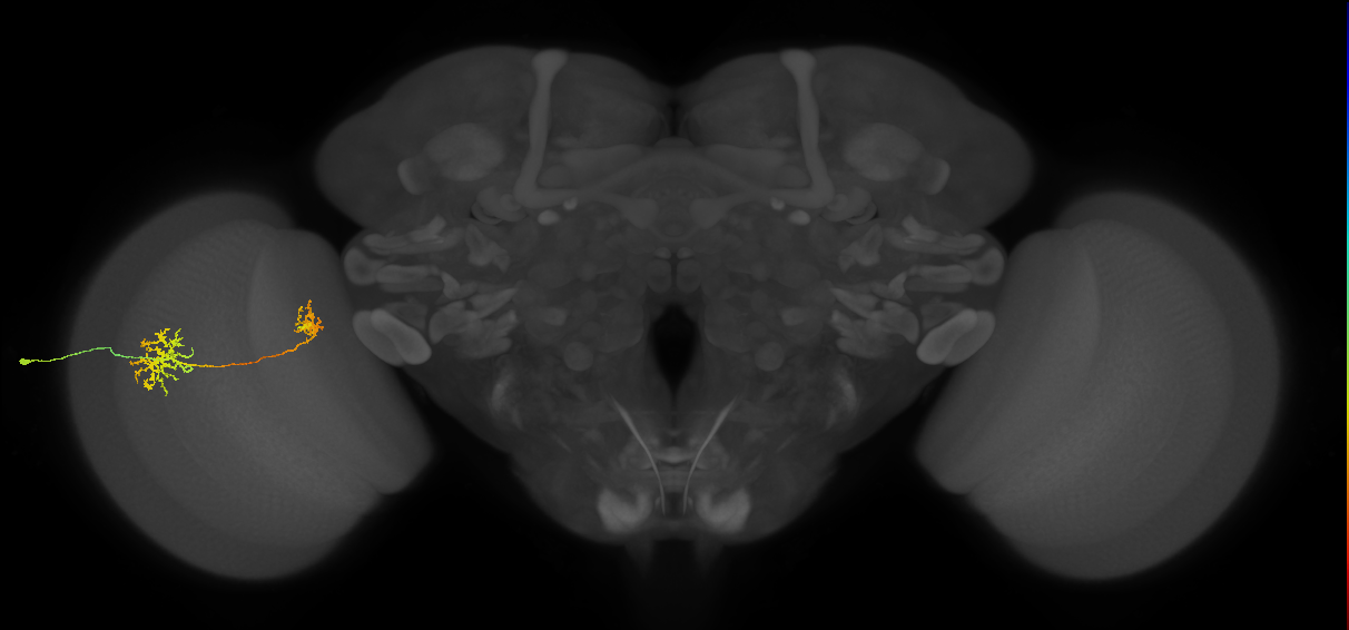 Tm32_L (MaleCNS:514090)