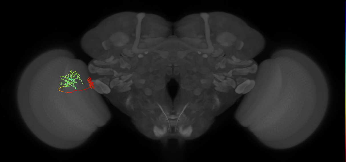 Tm32_L (MaleCNS:525561)