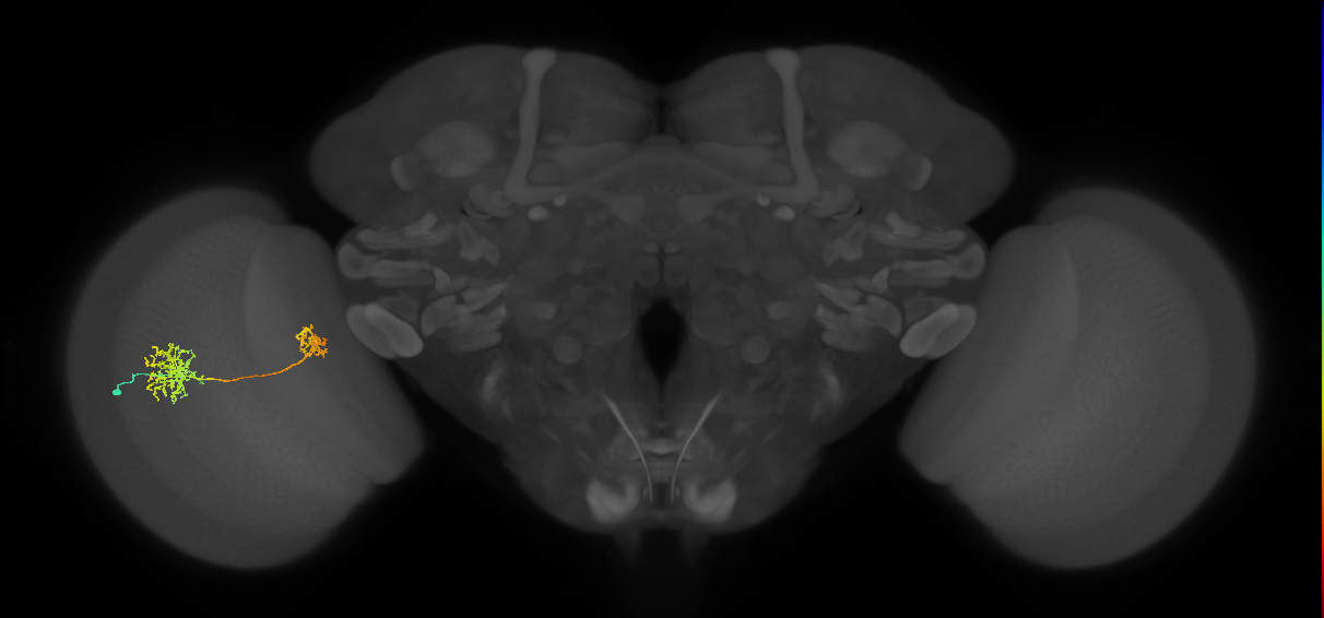 Tm32_L (MaleCNS:94822)