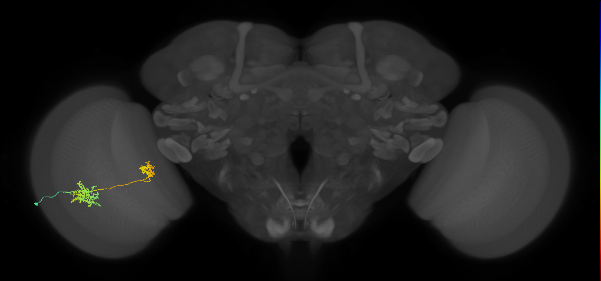 Tm32_L (MaleCNS:53034)