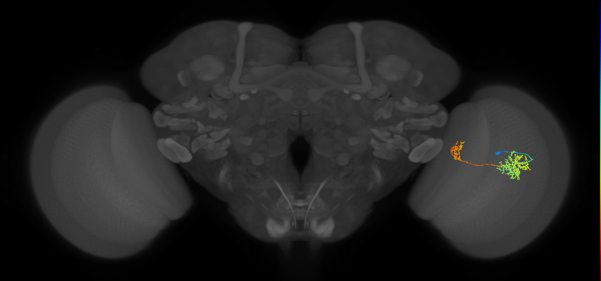 Tm32_R (MaleCNS:80533)