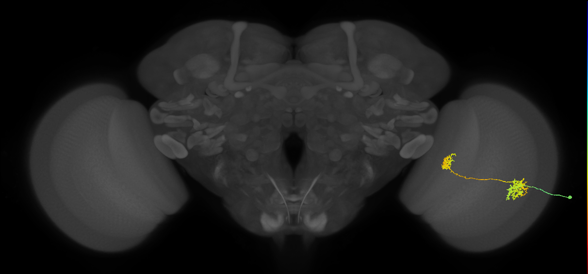 Tm32_R (MaleCNS:64135)