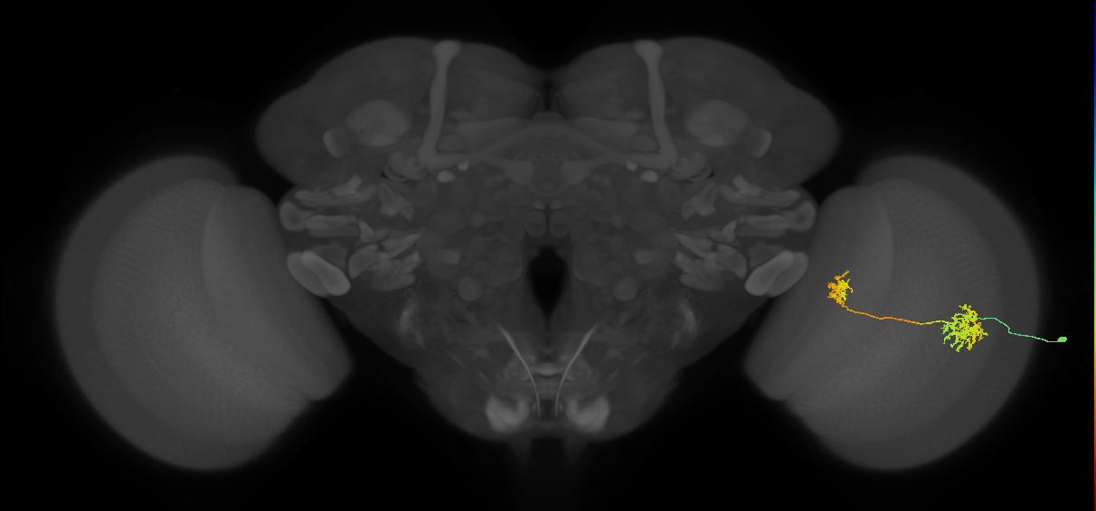 Tm32_R (MaleCNS:75792)