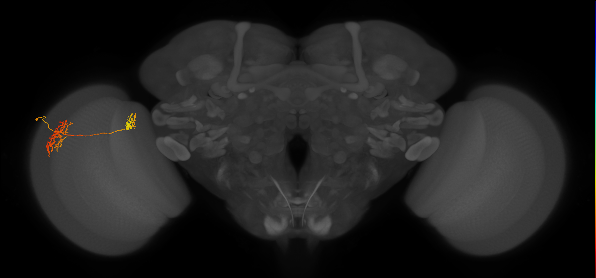 Tm32_L (MaleCNS:71333)