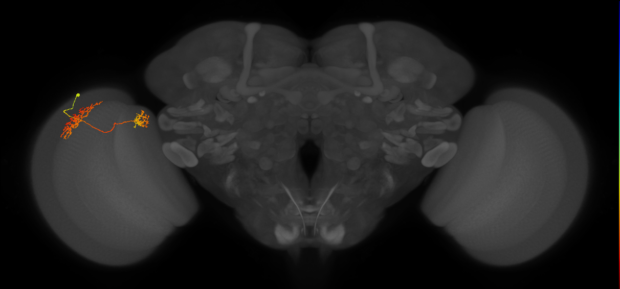 Tm32_L (MaleCNS:47373)
