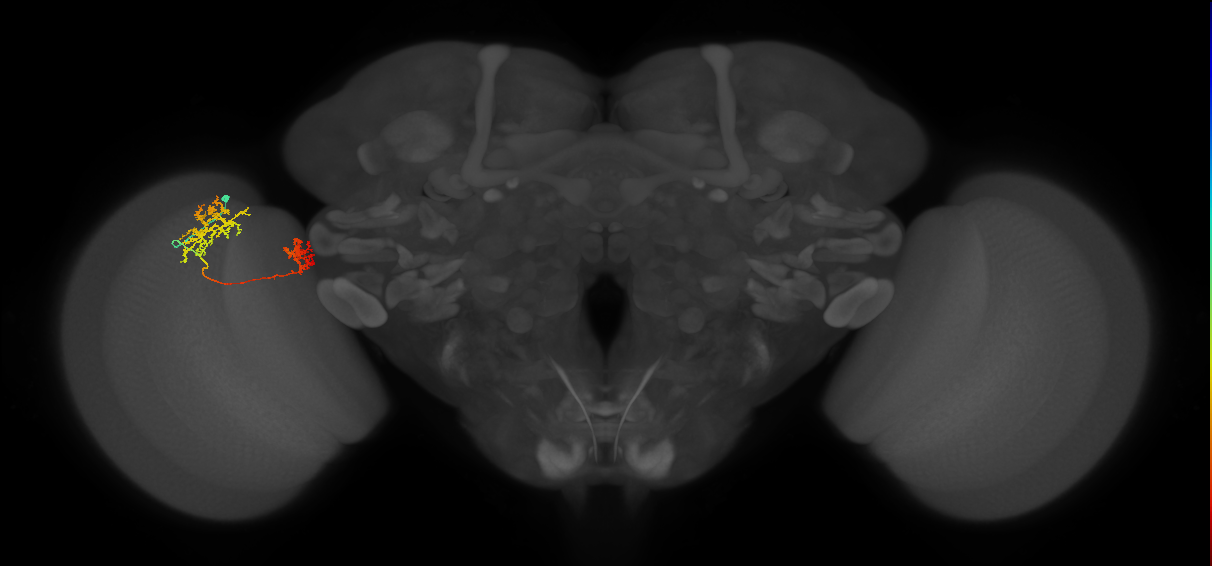 Tm32_L (MaleCNS:98584)