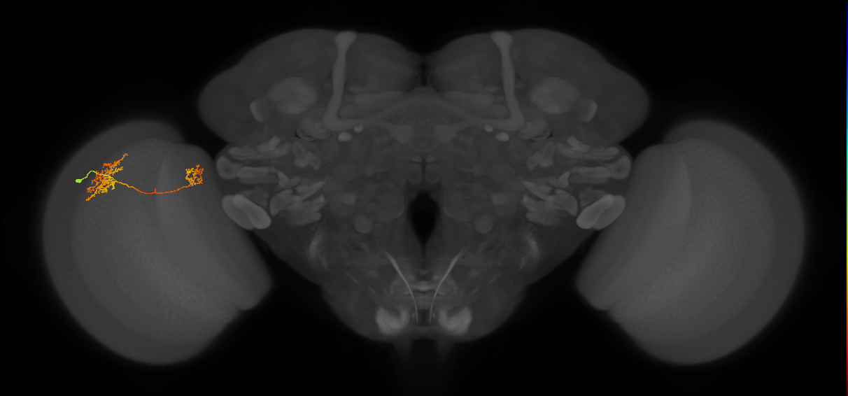 Tm32_L (MaleCNS:94273)
