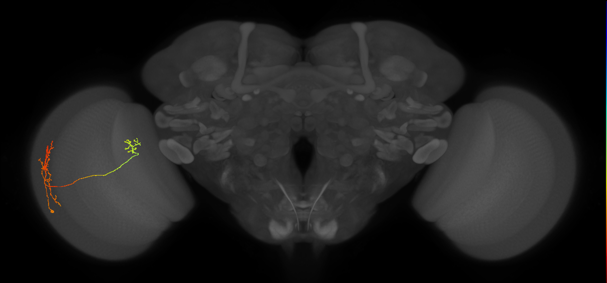 Tm33_L (MaleCNS:165682)