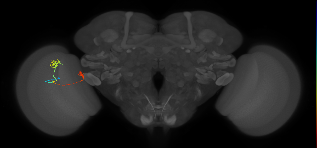 Tm33_L (MaleCNS:531860)