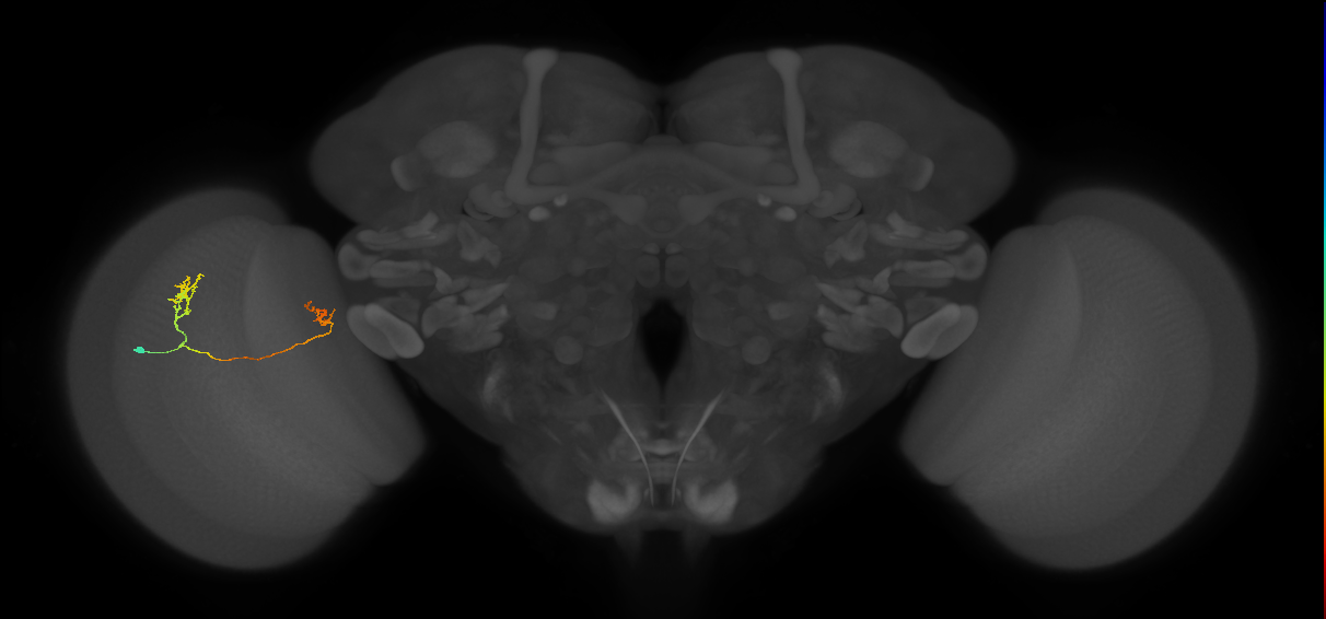 Tm33_L (MaleCNS:517476)