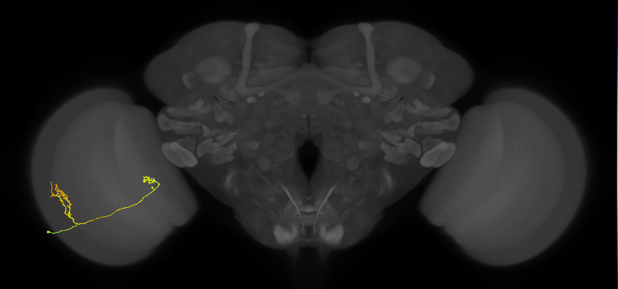 Tm33_L (MaleCNS:72574)