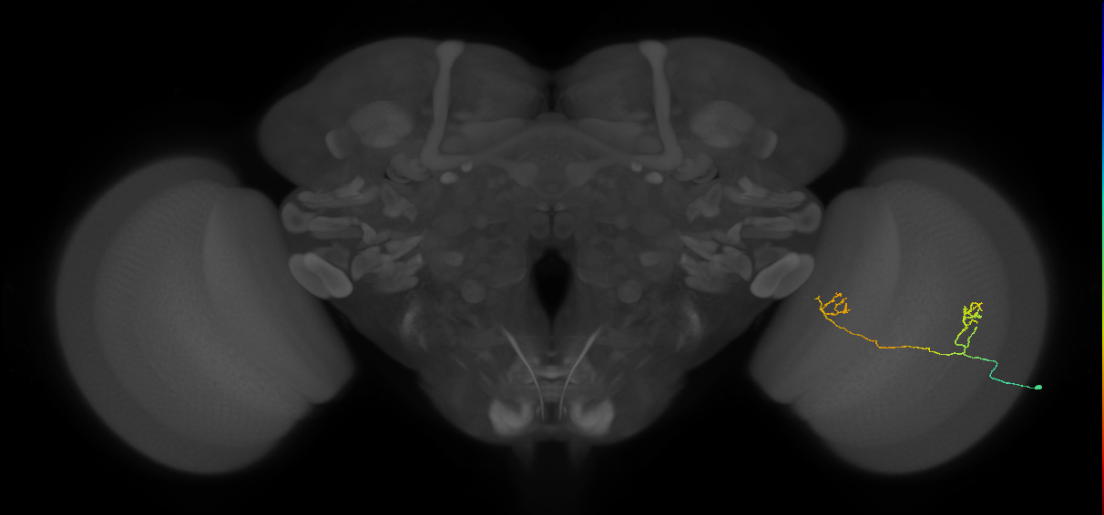 Tm33_R (MaleCNS:86129)