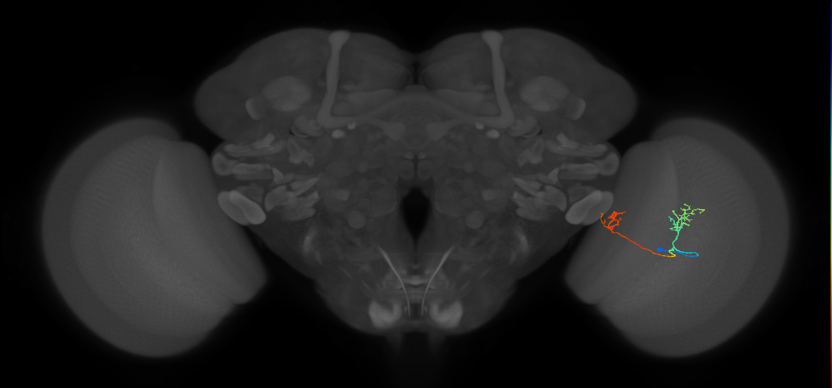 Tm33_R (MaleCNS:94254)