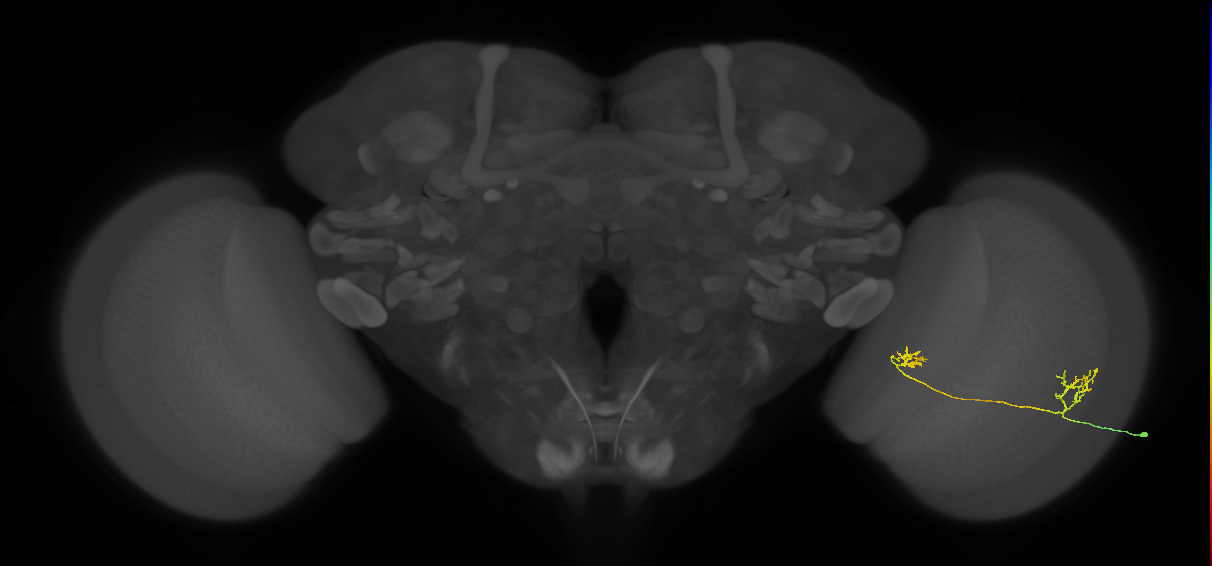 Tm33_R (MaleCNS:76546)