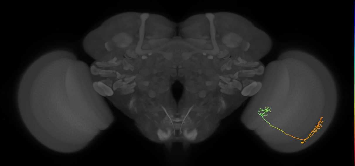 Tm33_R (MaleCNS:66172)
