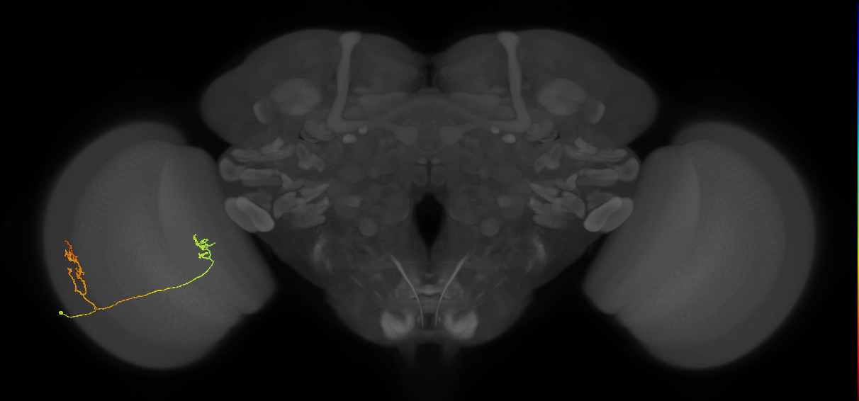 Tm33_L (MaleCNS:533325)