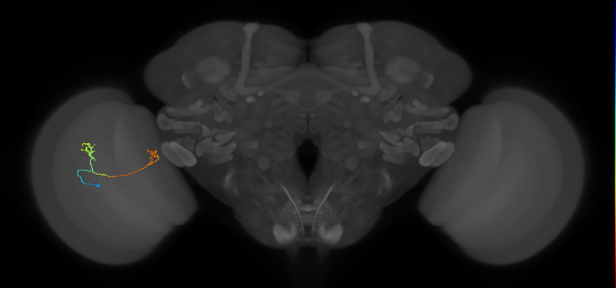 Tm33_L (MaleCNS:142368)