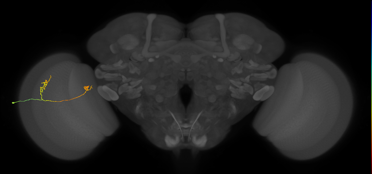Tm33_L (MaleCNS:122988)